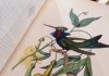 Superba si orginala lucrare a lui Le Maout: „Histoire naturelle des Oiseaux” Anul 1853. Prima Editie